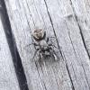 Salticus sp.